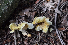 Cantharellus pallens
