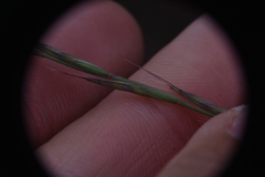 Festuca rubra