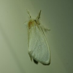 Euproctis melanosoma