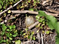 Pomacea canaliculata