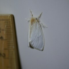 Euproctis melanosoma