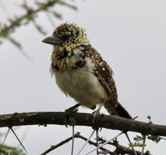 Trachyphonus darnaudii