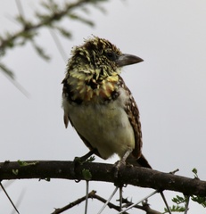 Trachyphonus darnaudii