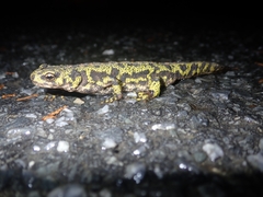 Triturus marmoratus