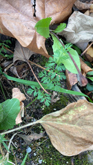 Apiales
