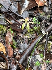 Caladenia transitoria
