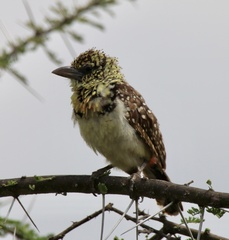 Trachyphonus darnaudii