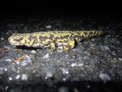 Triturus marmoratus