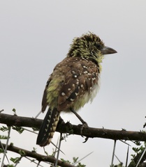 Trachyphonus darnaudii