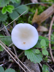Clitocybe