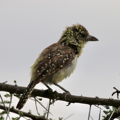 Trachyphonus darnaudii