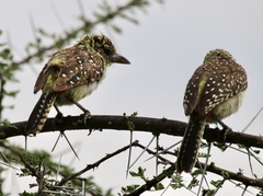 Trachyphonus darnaudii