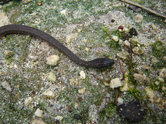 Coniophanes bipunctatus