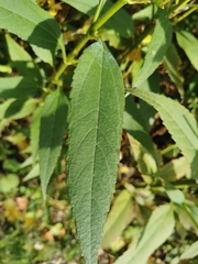 Helianthus giganteus