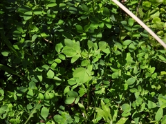 Melilotus officinalis
