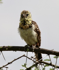 Trachyphonus darnaudii