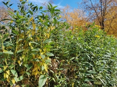 Helianthus giganteus