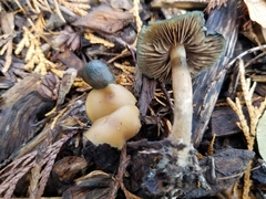 Psilocybe ovoideocystidiata