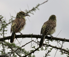 Trachyphonus darnaudii