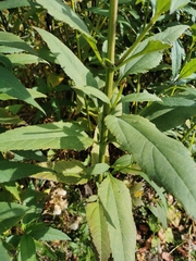 Helianthus giganteus