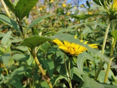 Helianthus giganteus