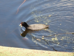 Fulica rufifrons
