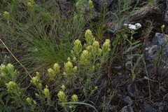 Castilleja thompsonii