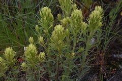 Castilleja thompsonii