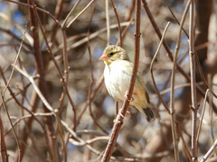 Euplectes franciscanus