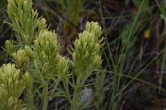 Castilleja thompsonii