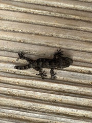 Tarentola mauritanica mauritanica