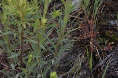Castilleja thompsonii