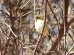 Euplectes franciscanus