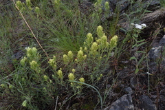 Castilleja thompsonii