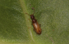 Anthicidae