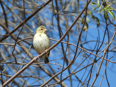 Euplectes franciscanus