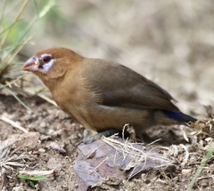 Granatina ianthinogaster