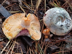 Lactarius paradoxus