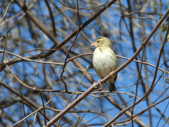 Euplectes franciscanus