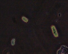 Scenedesmus