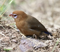 Granatina ianthinogaster