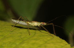 Atopozelus