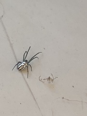 Leucauge
