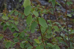 Amelanchier