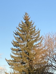 Picea abies