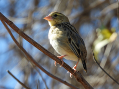 Euplectes franciscanus