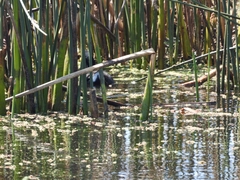 Fulica rufifrons