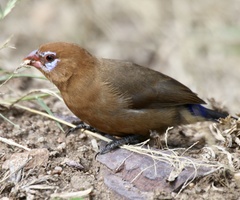 Granatina ianthinogaster