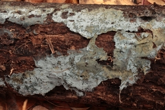 Byssocorticium atrovirens