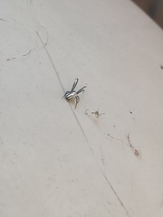 Leucauge
